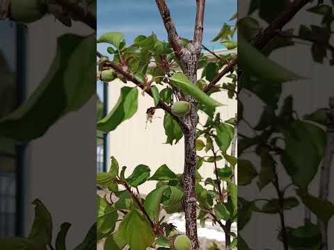 CFC Idaho Shorts 019 May 4th Garden And Orchard Update Gardeningforbeginners Gardening Cfc