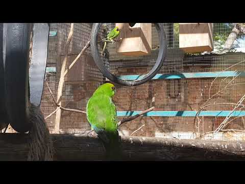 Yellow-fronted parakeet