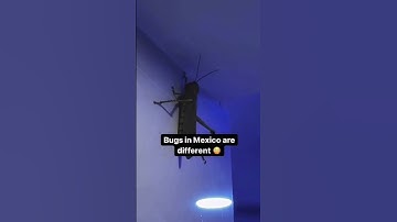 That’s a really huge grasshopper or locust