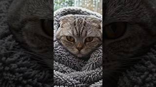 Rain + Cold = Cat’s Lazy Mood 😴🐱 #shorts #viralvideo #cat