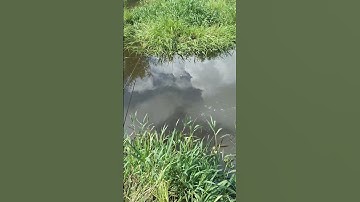 câu cá thác lác ngày mưa (28/6/2023)