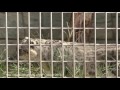 大牟田市動物園のユキヒョウ　スピカ（♀） の動画、YouTube動画。