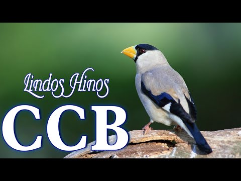 Hinos CCB 2023