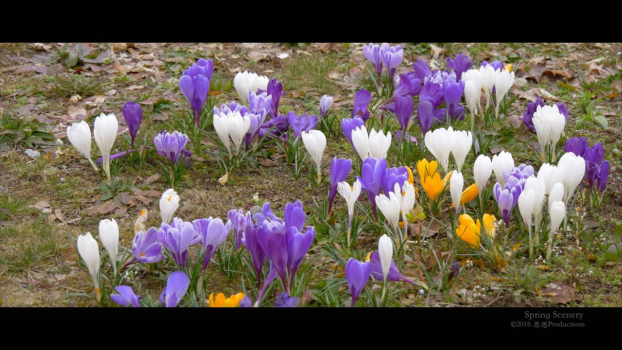 4K Spring Flowers SWITZERLAND スイス 🌼 YouTube