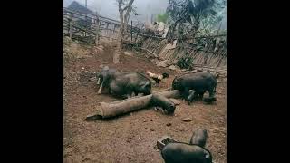 Lub Neej Nyob Toj Siab Nyob Tau Kaj Siab Heev