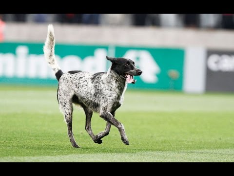 Bizarro! Corinthians tem pênalti cancelado e gol anulado com cachorro em 'campo'