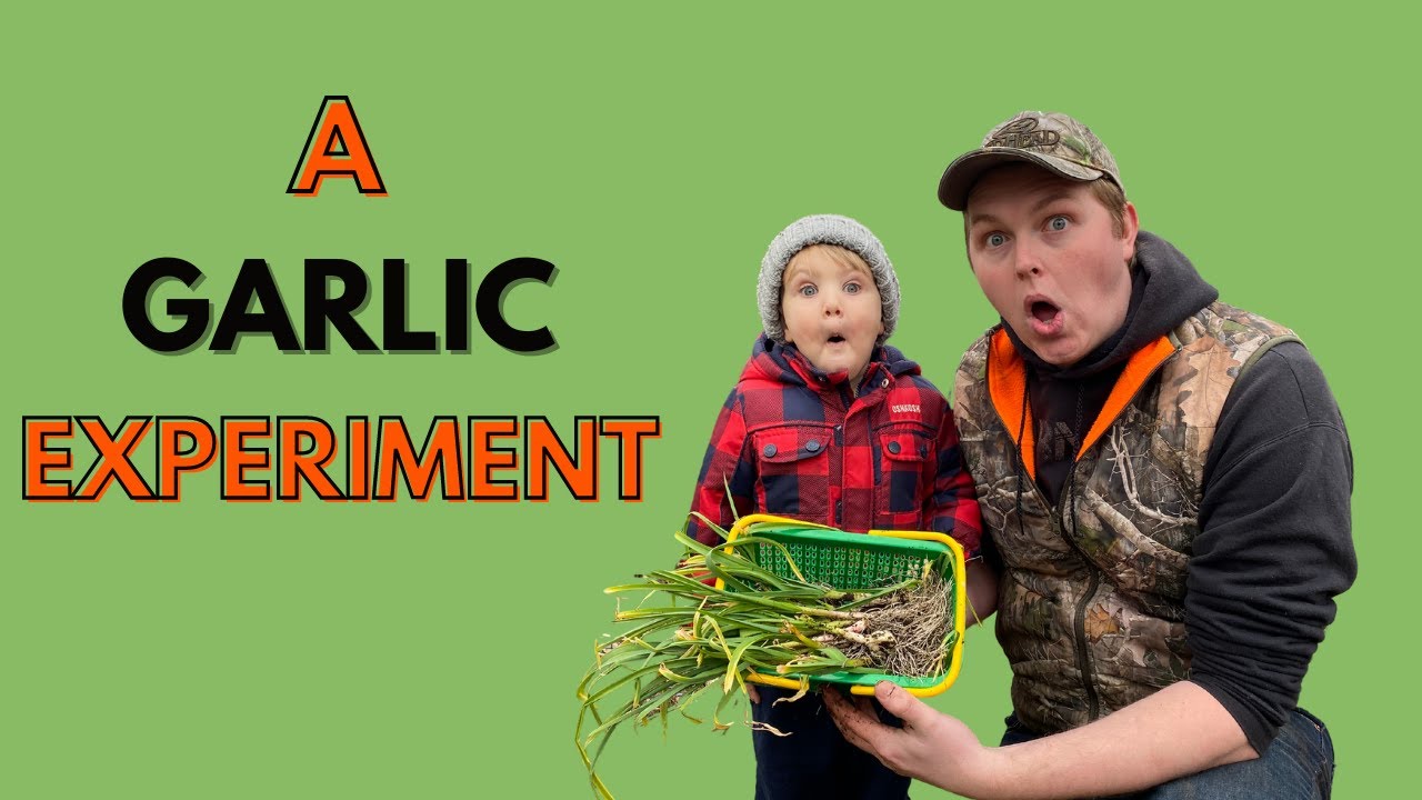 A Garlic Experiment How to grow this simple ingredient YouTube