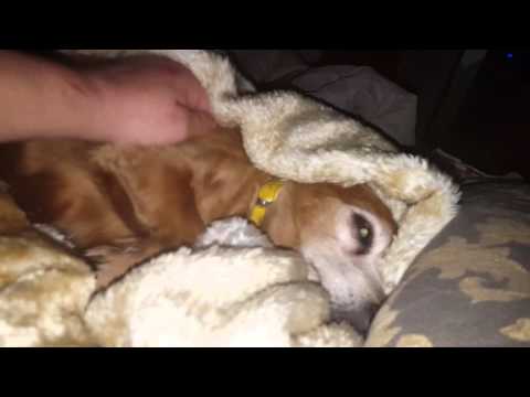 חומי נירדמת   ხუმი ჩავაძინე