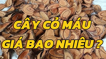 GIÁ CÂY CỎ MÁU KHÔ, TÁC DỤNG VÀ CÁCH DÙNG CÂY CỎ MÁU