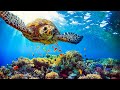 3 HRS of 4K Turtle Paradise   Undersea Nature Relaxation Film + Piano Music by Healing Soul #2