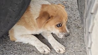 The Poor Little Dog Got Into A Car Accident And Was Quietly Waiting For Death. by THE Barber Rescues Stray Dogs 1,106 views 12 days ago 14 minutes, 31 seconds