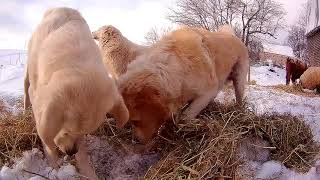 Guard dogs and hay play by Brooke Oland 56 views 5 years ago 4 minutes, 35 seconds