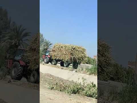 ري قصب السكر قصب السكر قصب