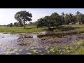 Water Lilly Lake - Rare colour water lilly from Sri Lankan Countryside