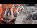 feira dos porcos e da galinha de Surubim PE dia 06/11/2020