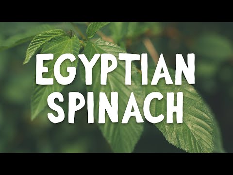 Video: Molokhia-dyrkning i haver - tips til dyrkning af egyptiske spinatplanter