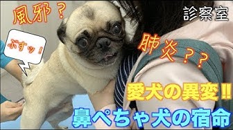 犬の咳 Youtube