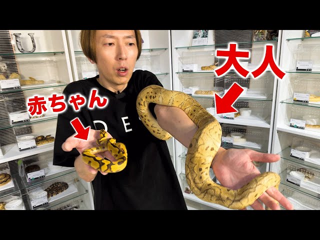 趣味・スポーツ・実用 PERFECT BALL PYTHON 趣味・スポーツ・実用 PERFECT BALL PYTHON パーフェクトボール