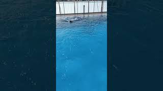 Kendi Yüzmeyi Öğrenmiş Bir Balık