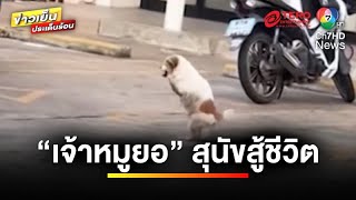 เจอตัวแล้ว “เจ้าหมูยอ” สุนัข 2 ขา ถูกรถไฟทับแต่ยังสู้ชีวิต | ข่าวเย็นประเด็นร้อน