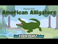 American Alligator Quiz