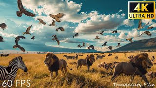 African Wildlife 4K: Amazing Beautiful Animal Moments of Nechisar National Park With Real Sounds 4K