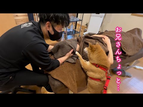 パパ以外の男がママに触れるとどうしても心配で間に入ろうとする柴犬が可愛い