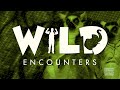 Wild Encounters: Lemur - Teaser