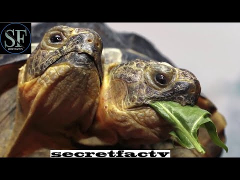 10 Weird Two