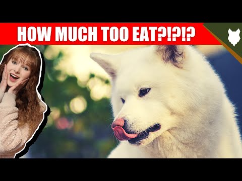 How Much Should I Feed My AKITA