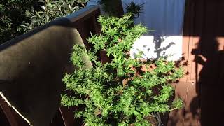 JAZZ QUEEN FAT LADY ABOUT TO SING * THE BIGKUSH GARDEN WEST OF PCH  OC CALIFORNIA