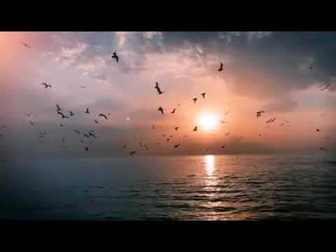 ضعفي لا يخفاك يارب الافلاك