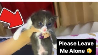 Kittens Are Growing Up So Fast  / Cat Videos