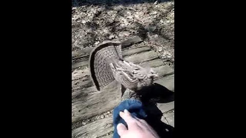 Partridge attacks