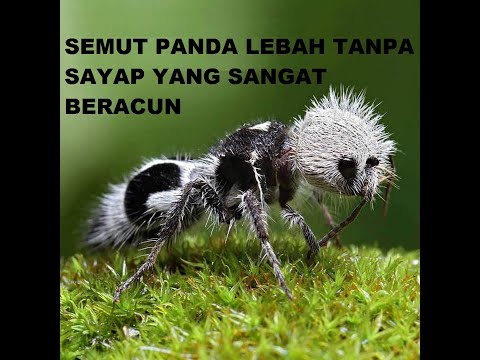 SEMUT PANDA LEBAH TANPA SAYAP YANG SANGAT BERACUN