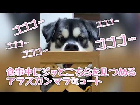 無言でジッとこちを見つめ続けるアラスカンマラミュート【桜空】