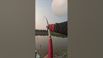 Thẩm cách làm ngô ủ săn hàng cực dễ - Phần 6 | Thẩm Câu #shorts