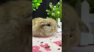 🐰 Adorable Lop Eared Rabbit   Your Next Cute Pet! 🌟  Animal Planet 兔子 Special!