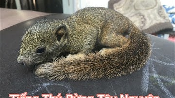 Tiếng Sóc Bụng Dạ Đỏ Con. Tiếng Sóc Con Kêu Mẹ 100%. Tiếng Sóc Bông Gọi Mẹ