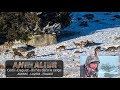 Cerfs et biches dans la neige  aubrac  lozre  wildlife photographer benoit lagambas
