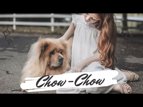 Vidéo: Chiens Qui Ressemblent à Des Oursons : Chow-Chow Et Pomeranian