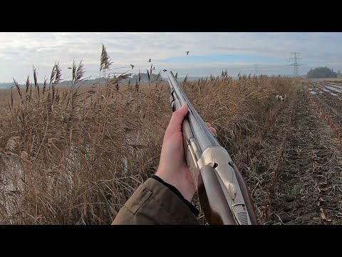 Video: Câine de apă spaniolă