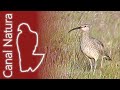 Zarapito trinador (Numenius phaeopus) Whimbrel