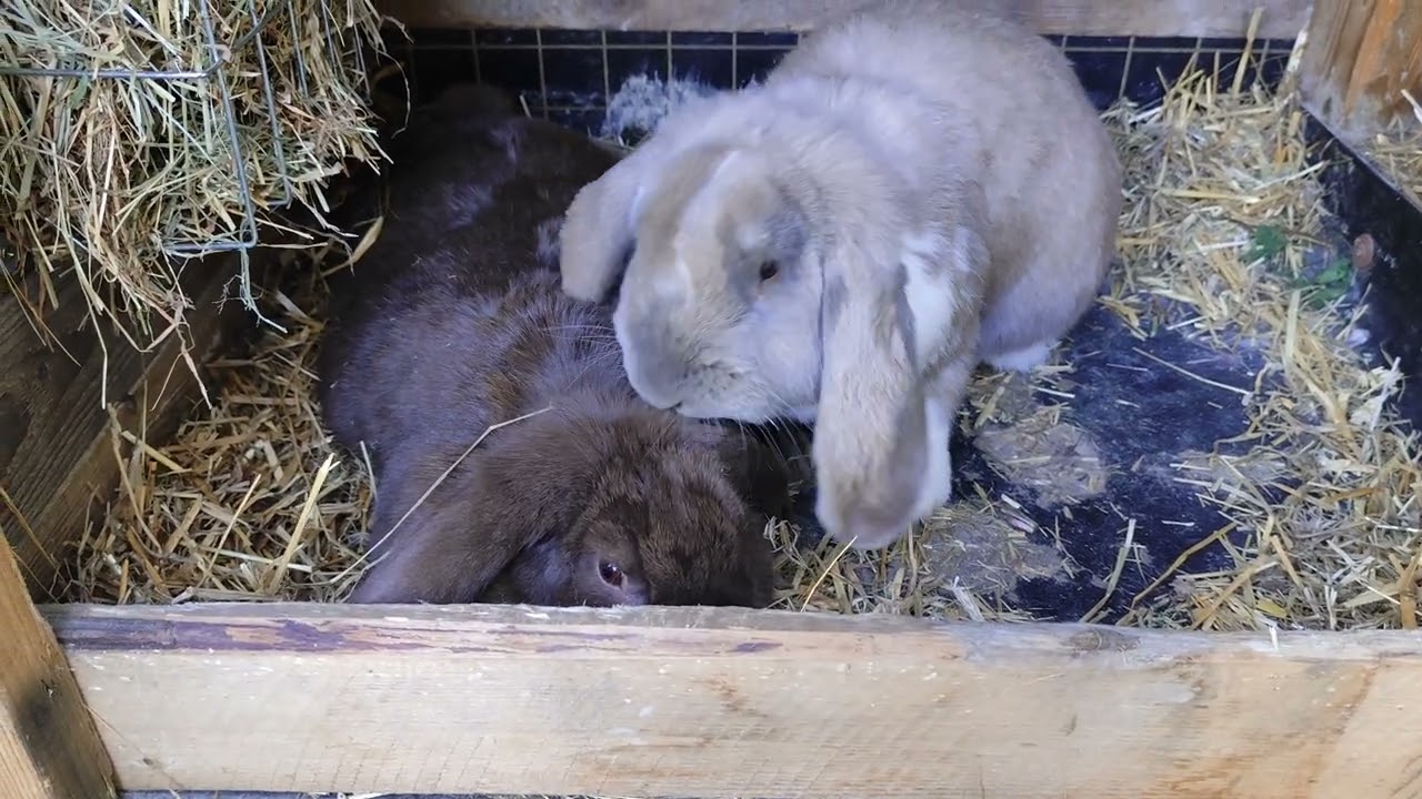 Kopulacja,piękny taniec.do trzech razy sztuka