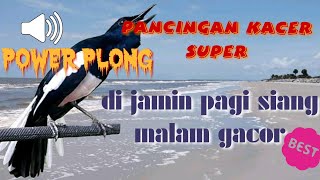 Pancingan kacer super Power | di jamin pagi siang sore malam gacor plong