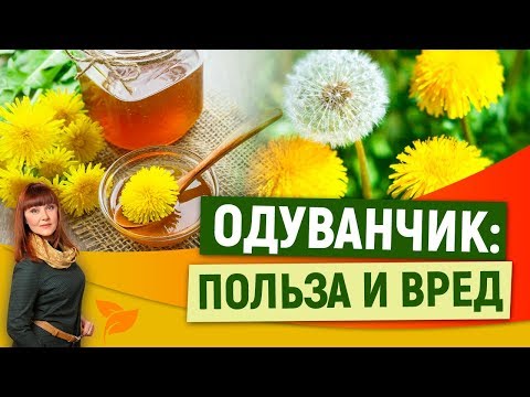 0 Одуванчик польза и вред для здоровья