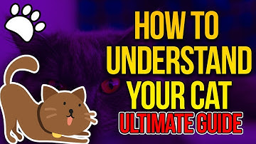 Cat Body Language and Behavior EXPLAINED | The Ultimate Guide