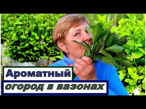 Видео: Растения-компаньоны для лимонной мяты: какие лучшие компаньоны для лимонной мяты