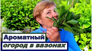 Как вырастить мяту, чтобы она была покорной? Пряный огород в вазонах