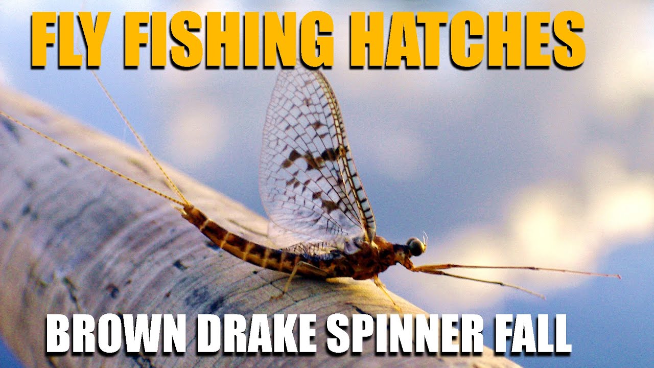 Fly Fishing Hatches 2 Nights Waiting on A Brown Drake Spinner Fall